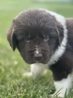 Puppy 1, a male Newfoundland for sale in Britt, IA – 7 of 10