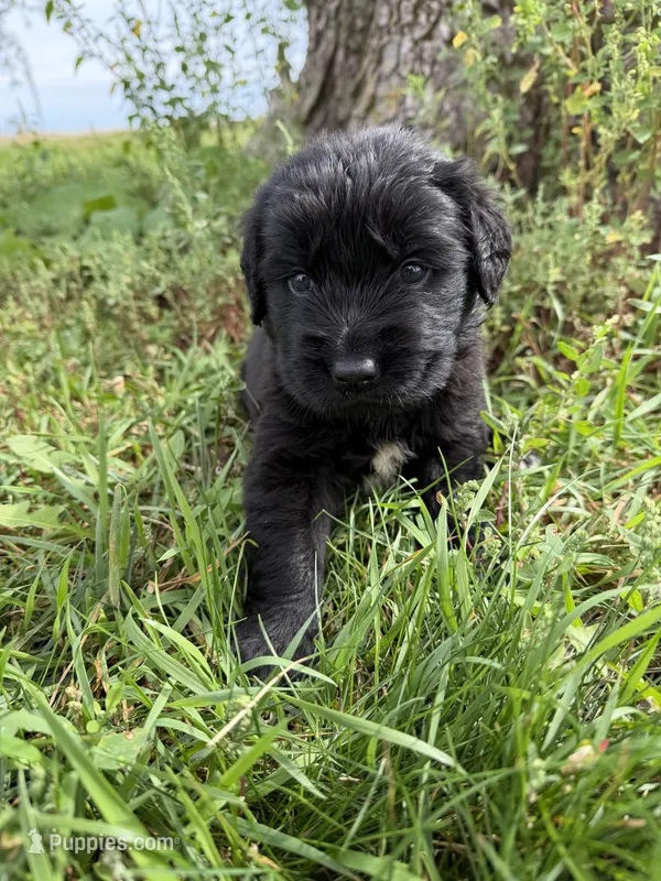 Golden Newf (Orange) – Newfoundland, Golden Retriever puppy for sale in Britt, IA