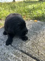 Golden newf, a male Newfoundland and Golden Retriever for sale in Britt, IA – 1 of 1