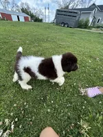 Puppy 1, a male Newfoundland for sale in Britt, IA – 5 of 10