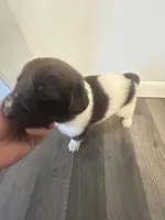 Puppy 1, a male Newfoundland for sale in Britt, IA – 3 of 3