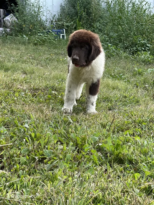 Puppy 1 – Newfoundland puppy for sale in Britt, IA