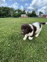 Puppy 1, a male Newfoundland for sale in Britt, IA – 4 of 10
