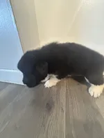 Puppy 2, a male Newfoundland for sale in Britt, IA – 3 of 3