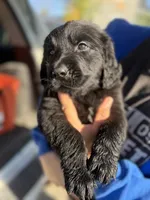Golden Newf, a male Newfoundland and Golden Retriever for sale in Britt, IA – 1 of 4