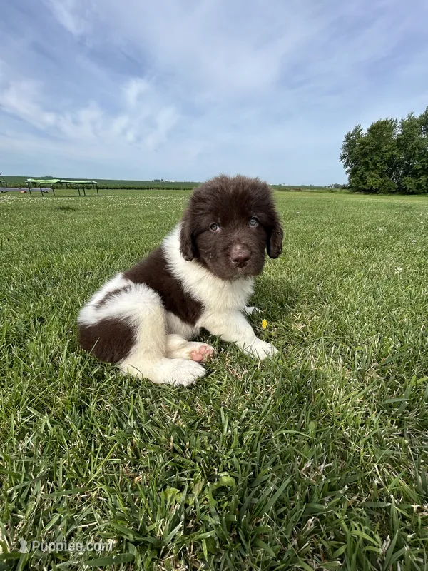 Puppy 1 – Newfoundland puppy for sale in Britt, IA