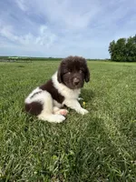 Puppy 1, a male Newfoundland for sale in Britt, IA – 6 of 10