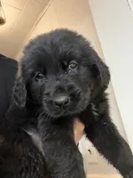 Golden Newf, a male Newfoundland and Golden Retriever for sale in Britt, IA – 3 of 4