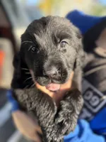 Golden Newf, a male Newfoundland and Golden Retriever for sale in Britt, IA – 2 of 4