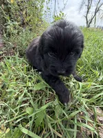 Golden newf (pink), a female Newfoundland and Golden Retriever for sale in Britt, IA – 5 of 6