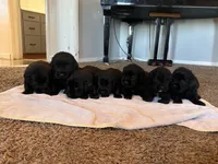 Golden newf (lw), a female Newfoundland and Golden Retriever for sale in Britt, IA – 3 of 3