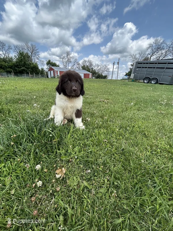 Puppy 1 – Newfoundland puppy for sale in Britt, IA