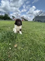 Puppy 1, a male Newfoundland for sale in Britt, IA – 2 of 10