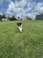 Puppy 1, a male Newfoundland for sale in Britt, IA – 3 of 10