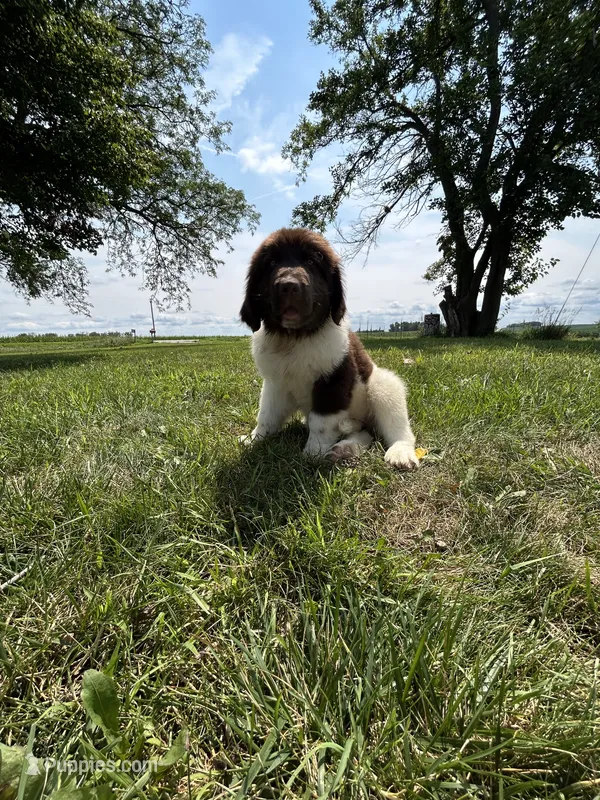 Puppy 1 – Newfoundland puppy for sale in Britt, IA