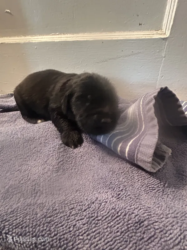 Golden Newf – Newfoundland, Golden Retriever puppy for sale in Britt, IA