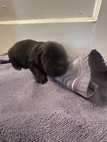 Golden Newf, a male Newfoundland and Golden Retriever for sale in Britt, IA – 1 of 1