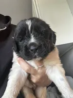 Puppy 5, a female Newfoundland for sale in Britt, IA – 1 of 3