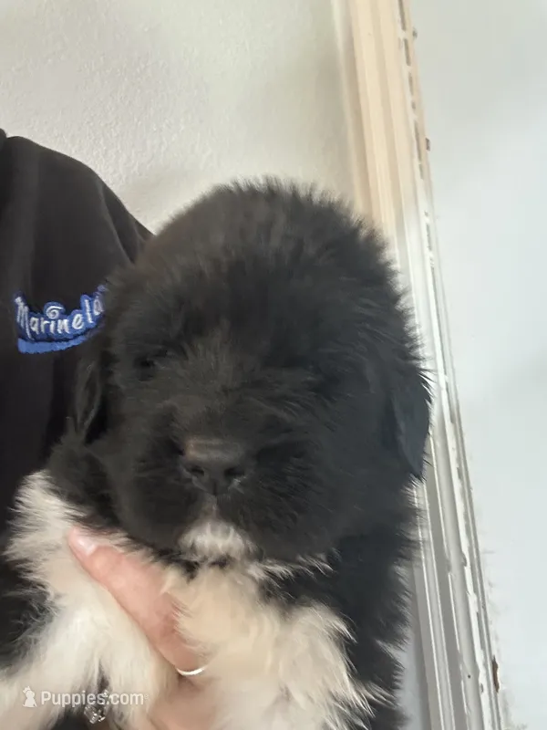 Puppy 2 – Newfoundland puppy for sale in Britt, IA