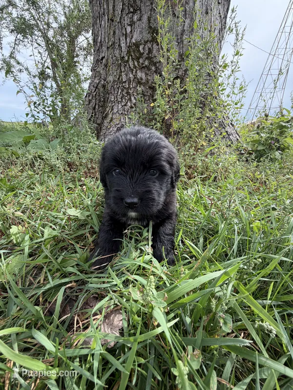 Golden newf (pink) – Newfoundland, Golden Retriever puppy for sale in Britt, IA