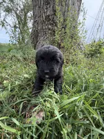 Golden newf (pink), a female Newfoundland and Golden Retriever for sale in Britt, IA – 1 of 6