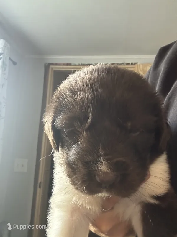 Puppy 1 – Newfoundland puppy for sale in Britt, IA
