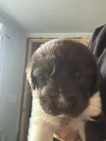 Puppy 1, a male Newfoundland for sale in Britt, IA – 1 of 3