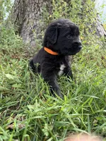 Golden Newf (Orange), a female Newfoundland and Golden Retriever for sale in Britt, IA – 6 of 6