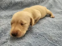 AKC Chilly Mini dachshund , a female Miniature Dachshund for sale in Kellogg, MN – 2 of 4