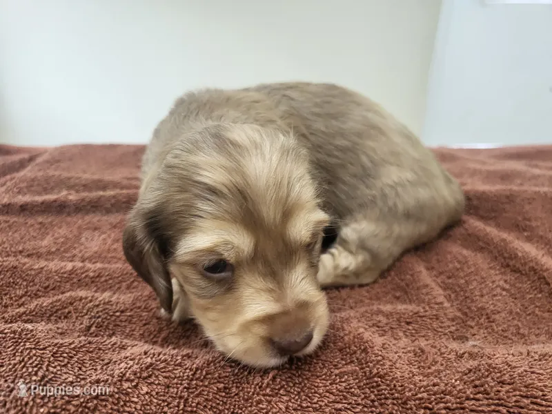 AKC Penny – Miniature Dachshund puppy for sale in Kellogg, MN