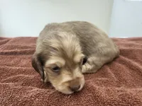 AKC Penny, a female Miniature Dachshund for sale in Kellogg, MN – 1 of 3
