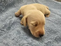 AKC Chilly Mini dachshund , a female Miniature Dachshund for sale in Kellogg, MN – 3 of 4