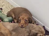 AKC Little Red , a female Miniature Dachshund for sale in Kellogg, MN – 3 of 3