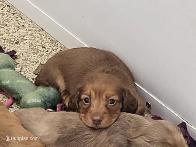 AKC Little Red  – Miniature Dachshund puppy for sale in Kellogg, MN