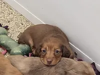 AKC Little Red , a female Miniature Dachshund for sale in Kellogg, MN – 1 of 3