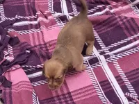 AKC Little Red , a female Miniature Dachshund for sale in Kellogg, MN – 2 of 3