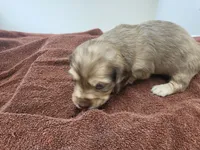 AKC Penny, a female Miniature Dachshund for sale in Kellogg, MN – 3 of 3