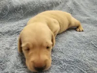 AKC Chilly Mini dachshund , a female Miniature Dachshund for sale in Kellogg, MN – 4 of 4