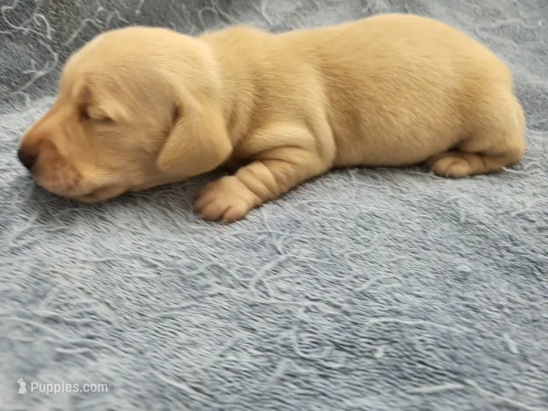 AKC Chilly Mini dachshund  – Miniature Dachshund puppy for sale in Kellogg, MN