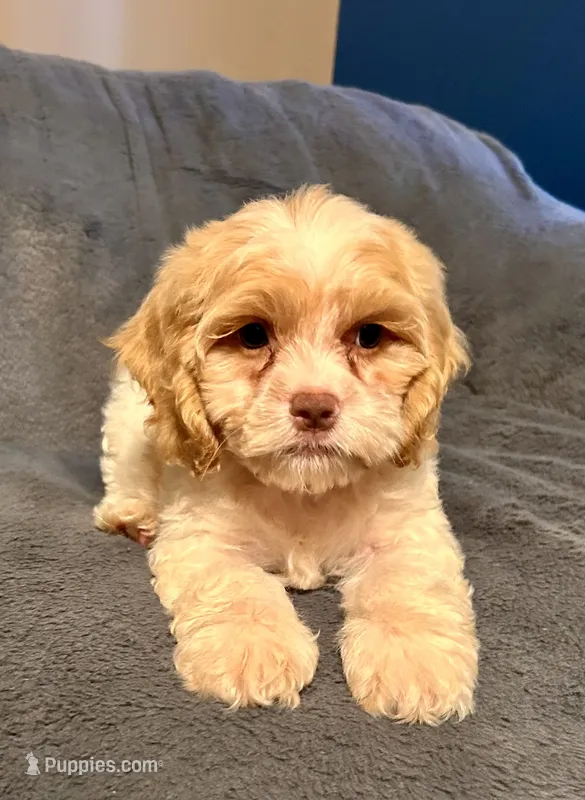 Waffle – Cockapoo puppy for sale in Kosciusko, MS
