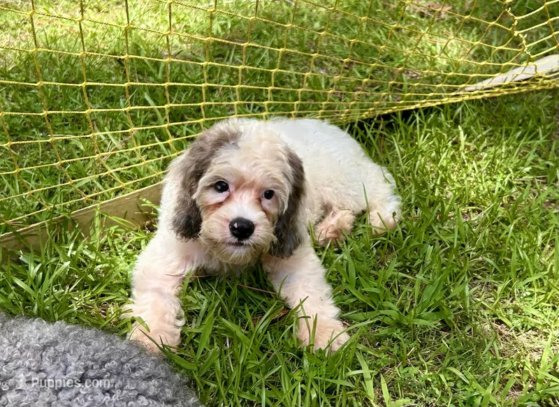 Gizmo – Cockapoo puppy for sale in Kosciusko, MS