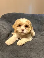Waffle, a male Cockapoo for sale in Kosciusko, MS – 2 of 4