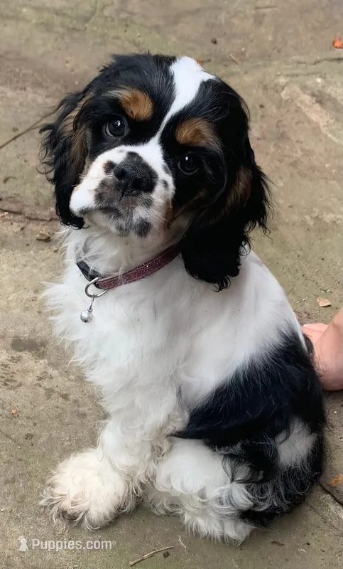 Ash – Cocker Spaniel puppy for sale in Kosciusko, MS