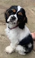 Ash, a female Cocker Spaniel for sale in Kosciusko, MS – 1 of 1