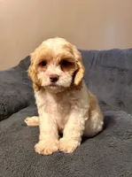 Waffle, a male Cockapoo for sale in Kosciusko, MS – 4 of 4