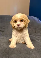 Waffle, a male Cockapoo for sale in Kosciusko, MS – 3 of 4