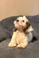 Gizmo, a male Cockapoo for sale in Kosciusko, MS – 3 of 4