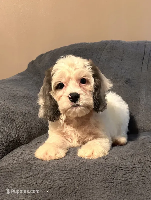 Gizmo – Cockapoo puppy for sale in Kosciusko, MS