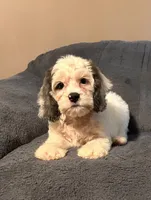 Gizmo, a male Cockapoo for sale in Kosciusko, MS – 1 of 4