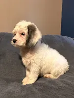 Gizmo, a male Cockapoo for sale in Kosciusko, MS – 4 of 4